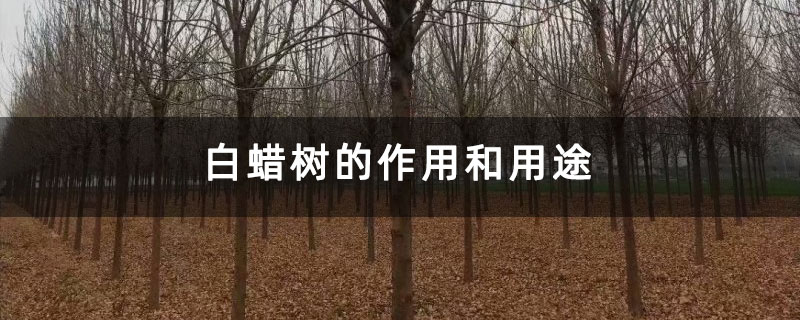 白蜡树的作用和用途