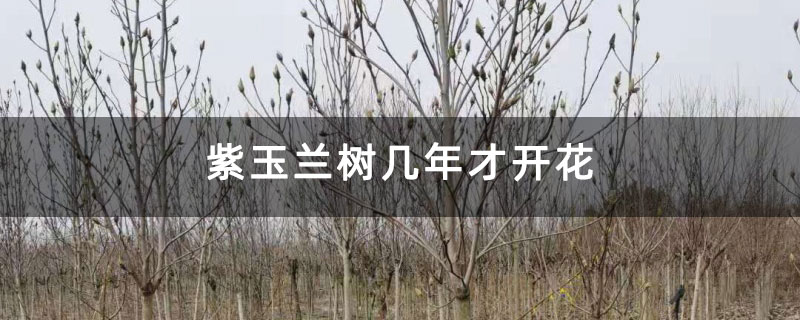 紫玉兰树几年才开花 紫玉兰树几年才开花