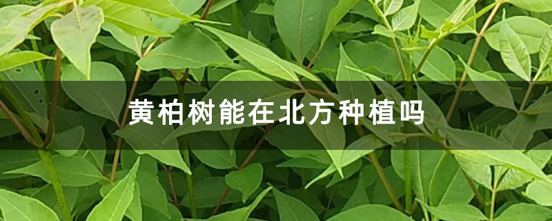 黄柏树能在北方种植吗