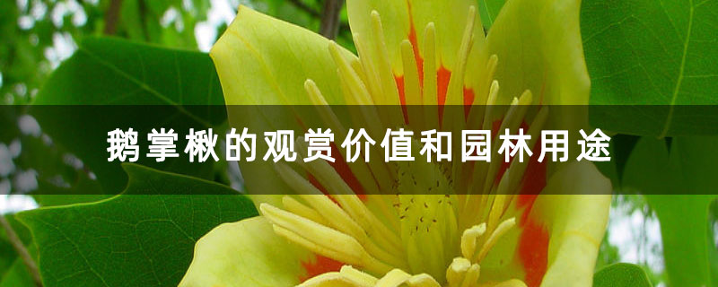 鹅掌楸的观赏价值和园林用途