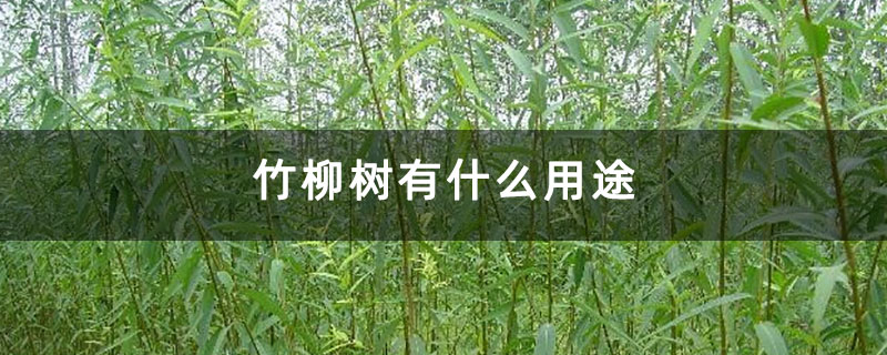 竹柳树有什么用途