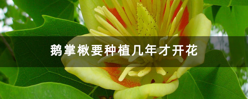 鹅掌楸要种植几年才开花