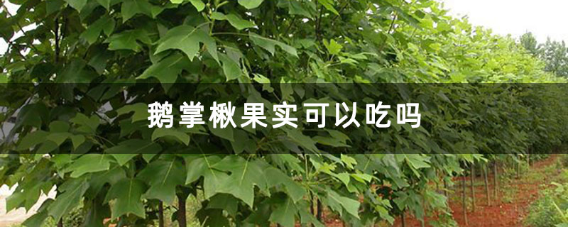 鹅掌楸果实可以吃吗