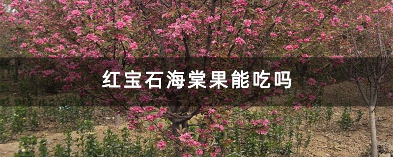 红宝石海棠果能吃吗