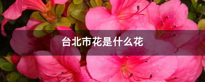 台北市花是什么花