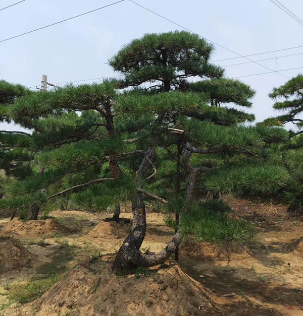 造型黑松