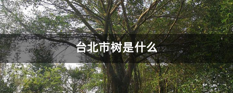 台北市树是什么
