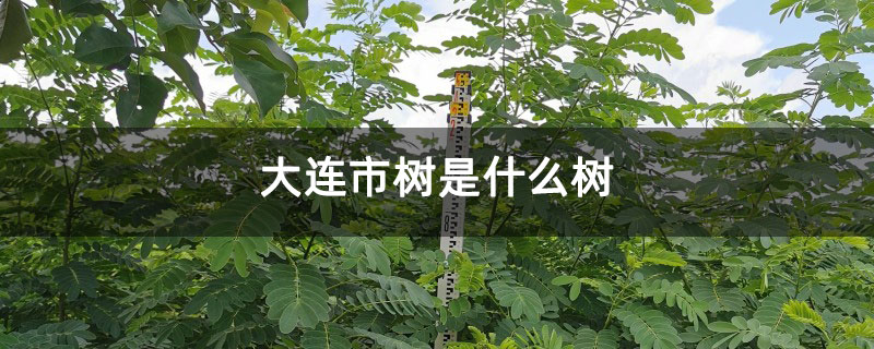大连市树是什么树