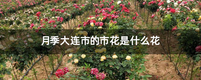 月季大连市的市花是什么花