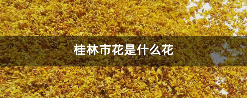 桂林市花是什么花 桂林市花是什么花