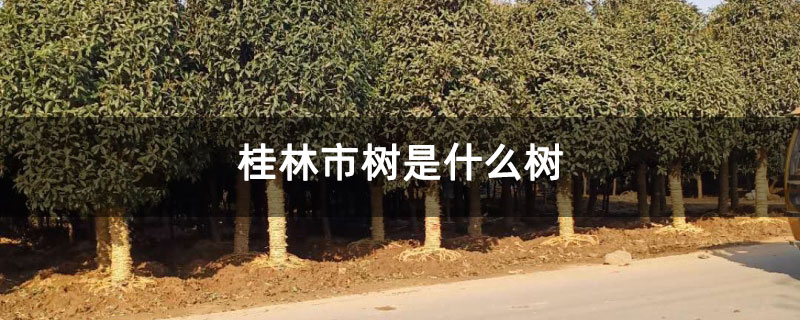 桂林市树是什么树
