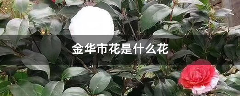 金华市花是什么花