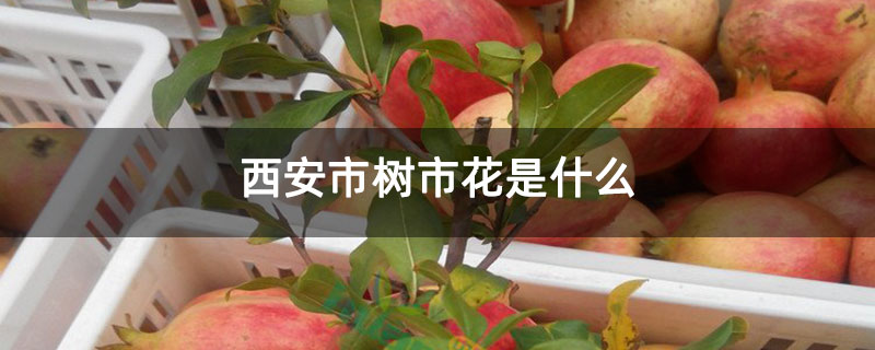 西安市树市花是什么 西安市树市花是什么