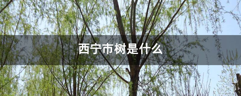 西宁市树是什么