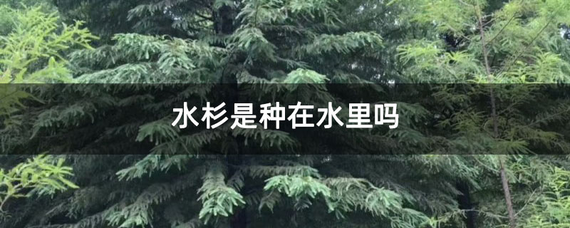 水杉是种在水里吗