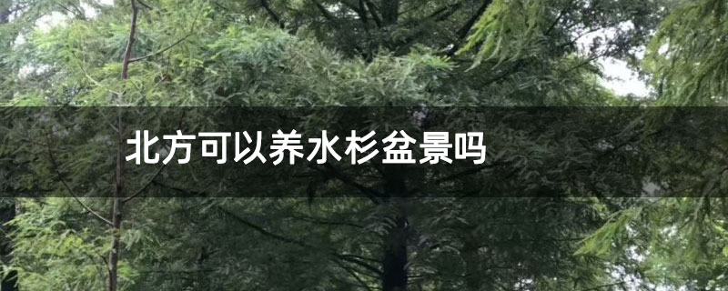 北方可以养水杉盆景吗