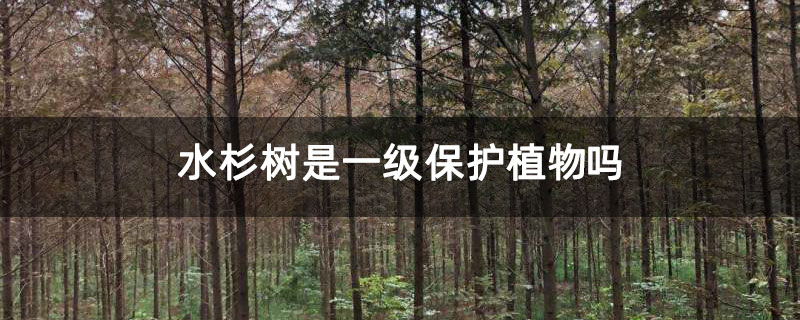 水杉树是一级保护植物吗