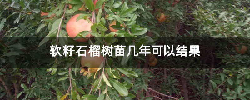 ​软籽石榴树苗几年可以结果