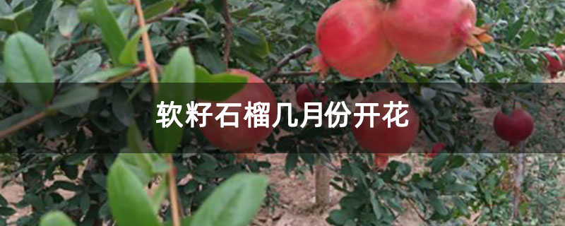 软籽石榴几月份开花