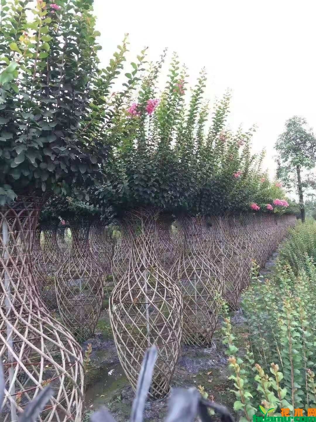 紫薇花瓶价格 四川紫薇花瓶批发价格