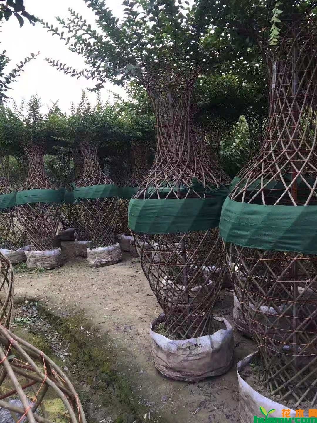 紫薇花瓶实拍图片.jpg