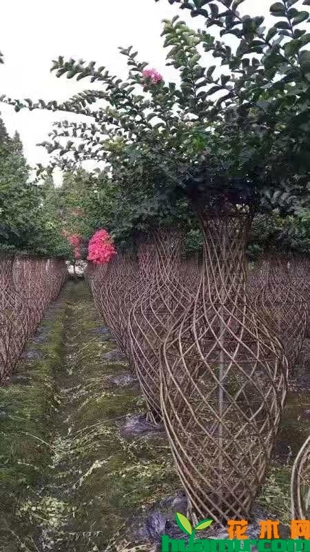 2.5米紫薇花瓶.jpg