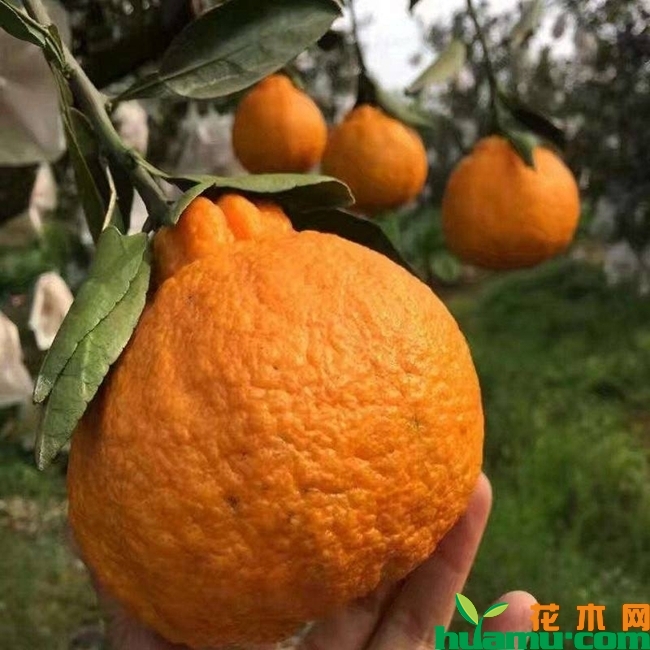 丑橘图片.jpg