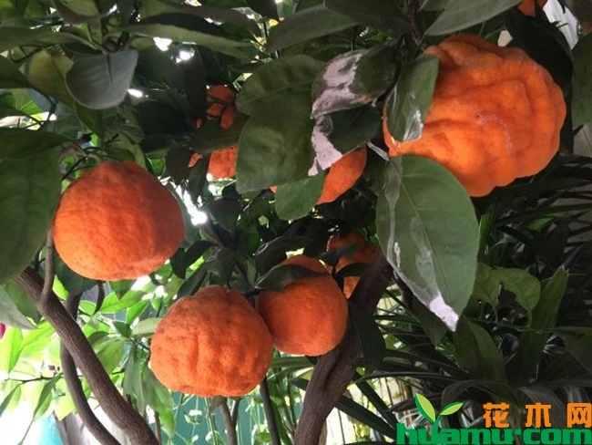 丑橘高清图片.jpg