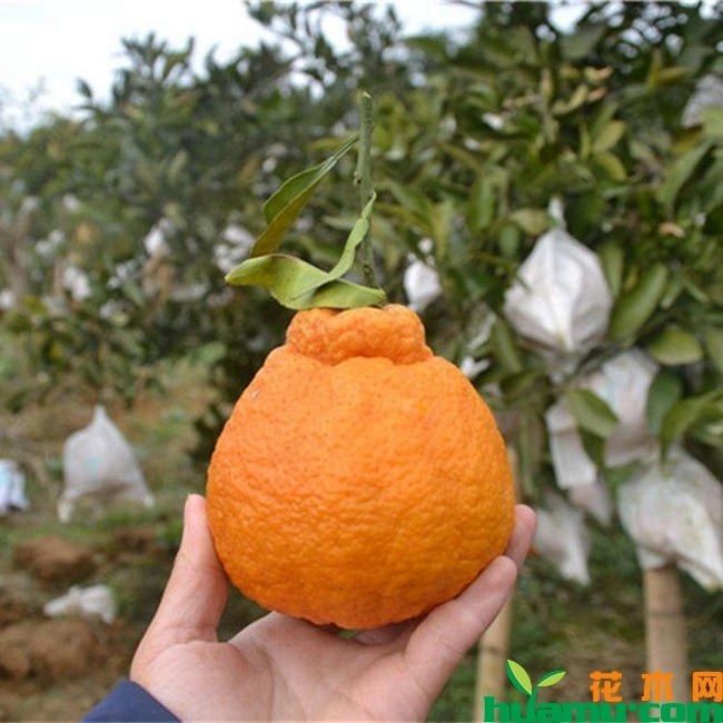 丑橘高清图片.jpg