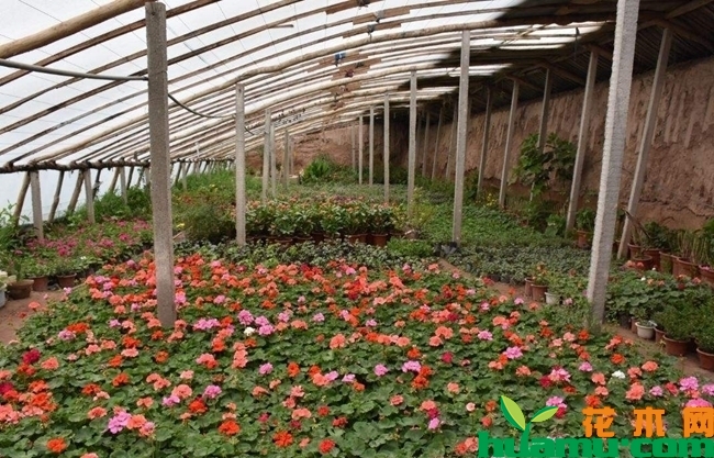 花卉种植大棚需多少钱？花卉种植大棚造价分析