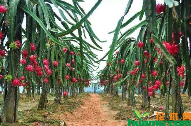 2019年火龙果种植前景