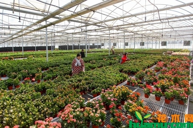 花卉种植大棚实拍图片.jpg