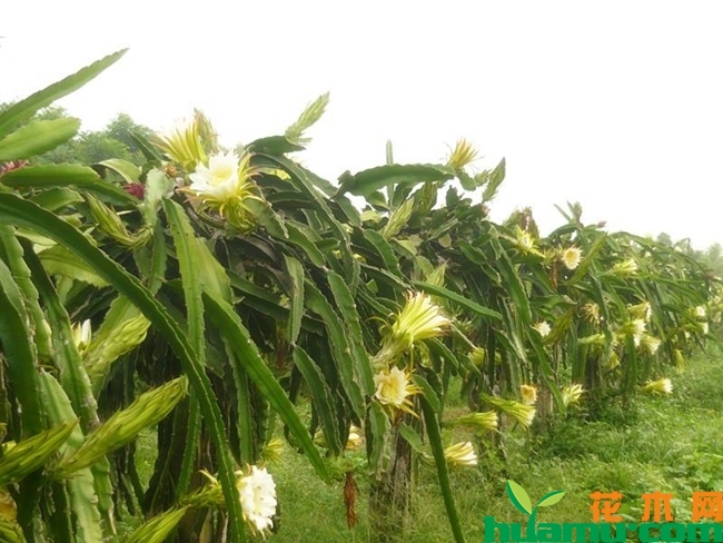 火龙果种植图片2.jpg