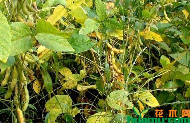 2019年种植什么好？