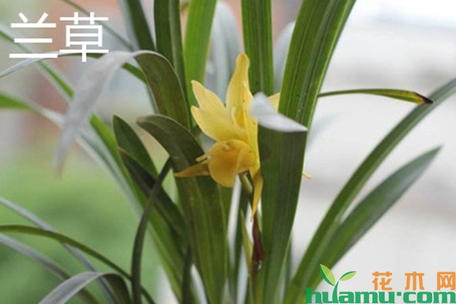 兰花和兰草有什么区别