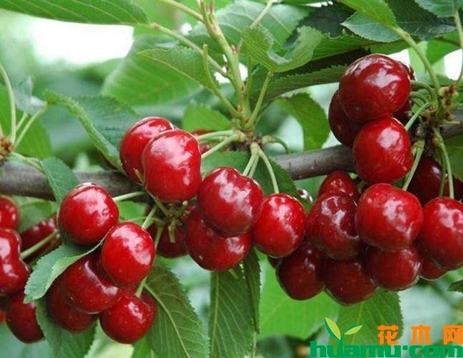 2019年农村种植赚钱项目有哪些？