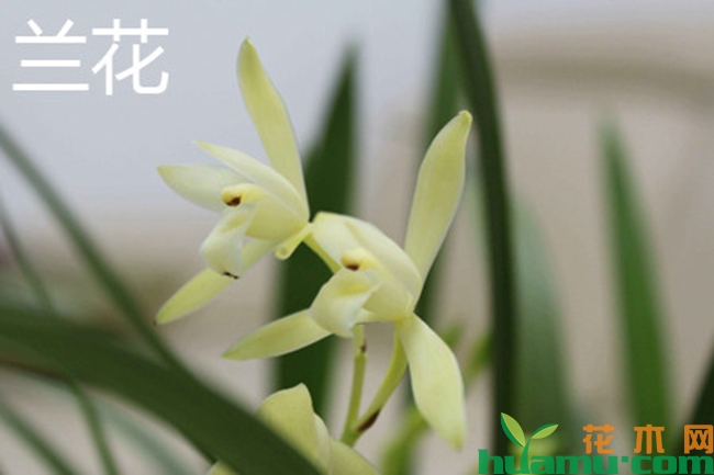 兰花和兰草的花朵区别-兰花