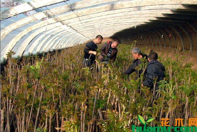 香椿种植图片.jpg