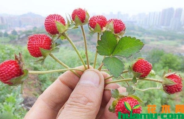 蛇莓怎么吃，好吃吗？吃蛇莓有什么好处？