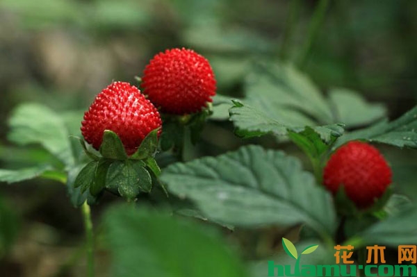 蛇莓和山莓的区别有哪些？果实有哪些不同