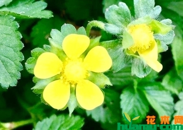 蛇莓