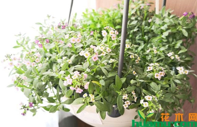 这几种植物秋季开花庭院芬芳,种上一棵就让你家花香四溢 这几种植物秋季开花庭院芬芳,种上一棵就让你家花香四溢