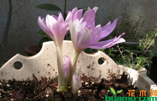 这几种植物秋季开花庭院芬芳,种上一棵就让你家花香四溢 这几种植物秋季开花庭院芬芳,种上一棵就让你家花香四溢