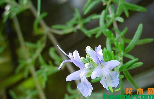 这几种植物秋季开花庭院芬芳,种上一棵就让你家花香四溢 这几种植物秋季开花庭院芬芳,种上一棵就让你家花香四溢