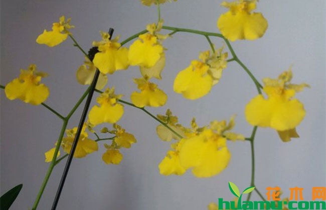 这几种植物秋季开花庭院芬芳,种上一棵就让你家花香四溢 这几种植物秋季开花庭院芬芳,种上一棵就让你家花香四溢