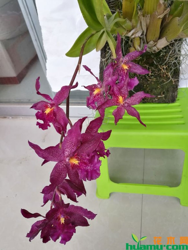 这几种植物秋季开花庭院芬芳,种上一棵就让你家花香四溢 这几种植物秋季开花庭院芬芳,种上一棵就让你家花香四溢
