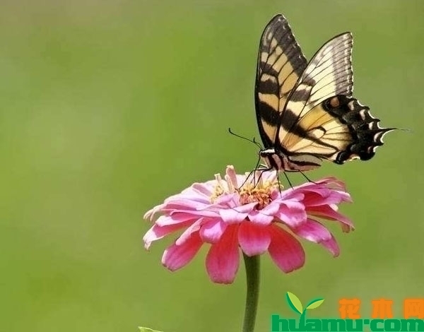 百日草多久开花？百日草开花后能保持多久？