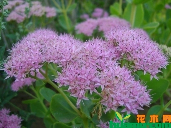 八宝景天花期多长？八宝景天花什么时候开花？