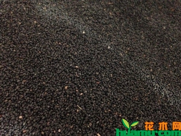耧斗菜种子什么时候成熟？耧斗菜种子几月份播种？