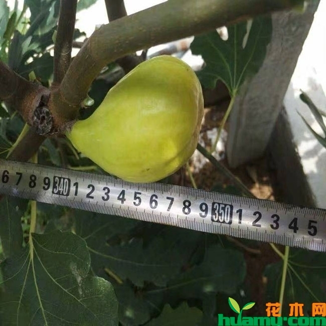 无花果
